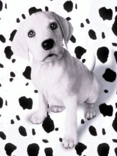 Animal Screensavers 0094